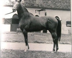 stallion Djahil x (Anglo-Arabs, 1978, from Lyflor AA)