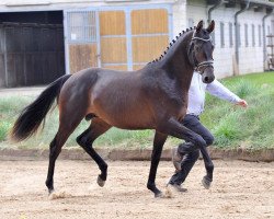 Deckhengst Rhenium (Trakehner, 2014, von E.H. Millennium)