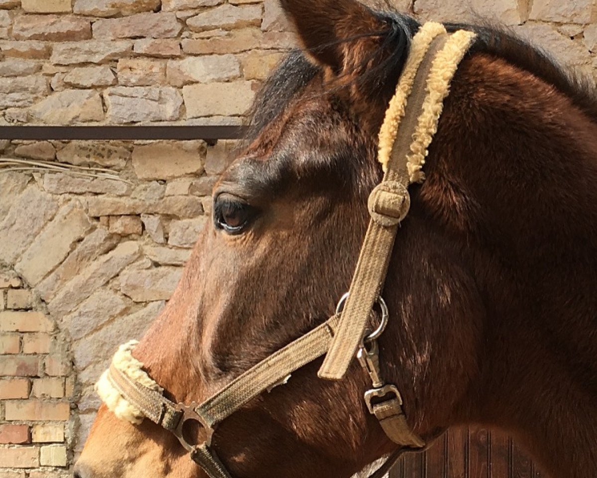 Pferd Dreamtime S 0000 (Hessisches Warmblut, 2000, von Dukur)