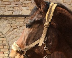 horse Dreamtime S 0000 (Hessian Warmblood, 2000, from Dukur)