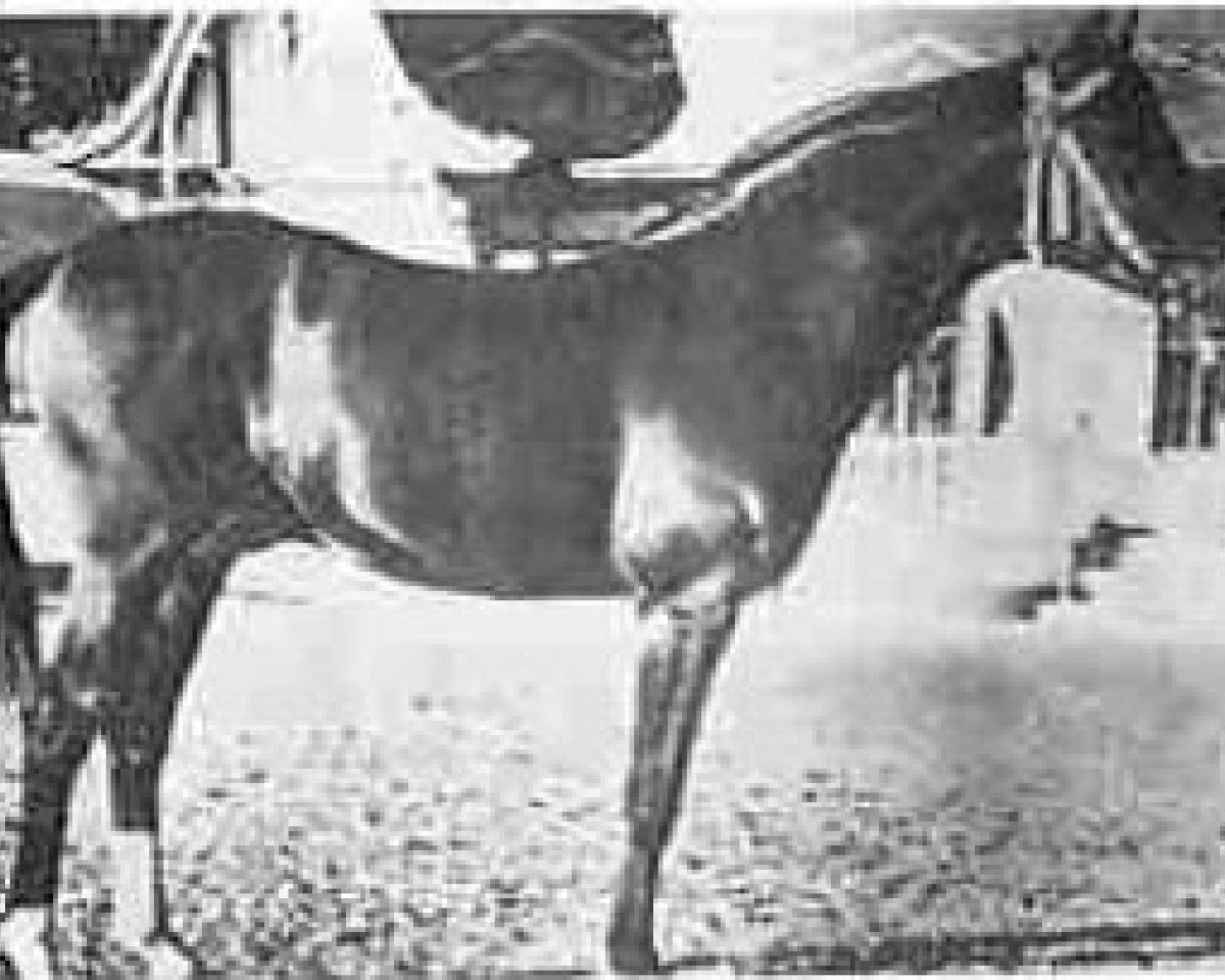stallion Malvito ox (Arabian purebred, 1949, from Gandhy ox)