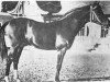 stallion Malvito ox (Arabian thoroughbred, 1949, from Gandhy ox)