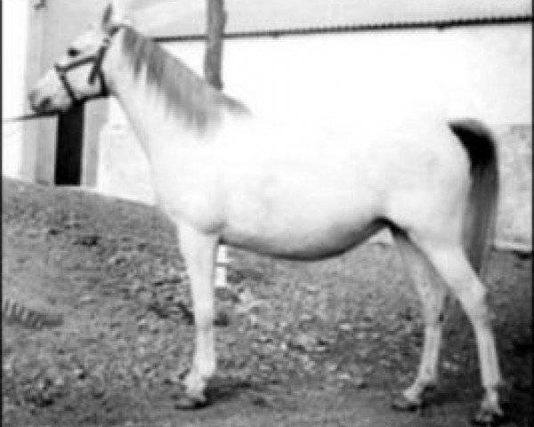 broodmare Ariana ox (Arabian thoroughbred, 1961, from Malvito ox)