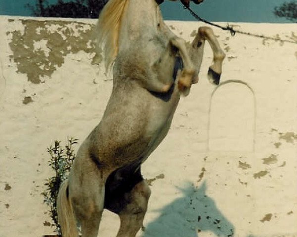 stallion Salem 1965 ox (Arabian thoroughbred, 1965, from Karmin 1952 ox)