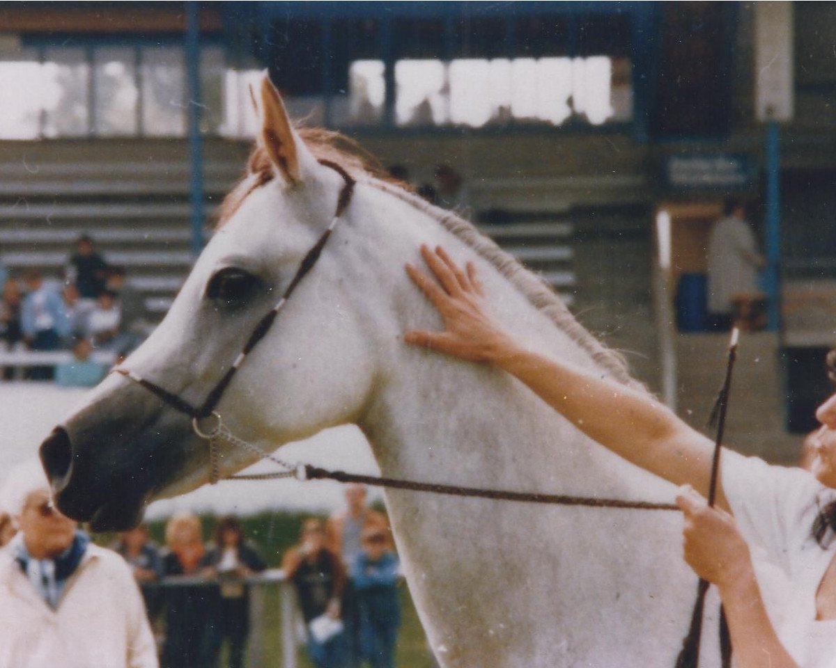 broodmare Lydia ox (Arabian purebred, 1978, from Marpeso ox)