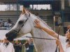 broodmare Lydia ox (Arabian thoroughbred, 1978, from Marpeso ox)