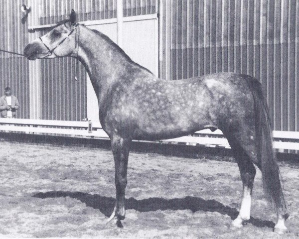 stallion Lathim El Shaklan ox (Arabian thoroughbred, 1983, from El Shaklan 1975 ox)