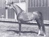 stallion Lathim El Shaklan ox (Arabian thoroughbred, 1983, from El Shaklan 1975 ox)