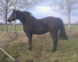 broodmare Whynona (Hanoverian, 1998, from Wolkentanz I)