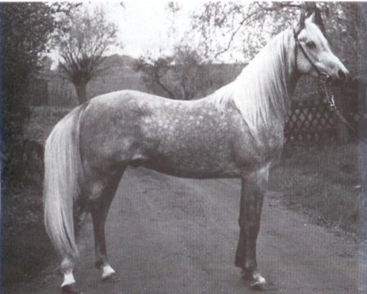 stallion Mahjad ox (Arabian purebred, 1979, from Mahomed 1968 ox)