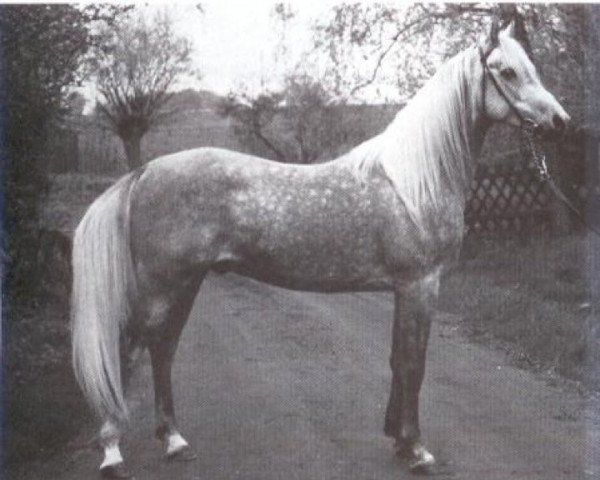 stallion Mahjad ox (Arabian thoroughbred, 1979, from Mahomed 1968 ox)