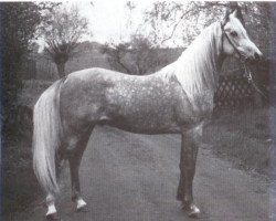 Deckhengst Mahjad ox (Vollblutaraber, 1979, von Mahomed 1968 ox)