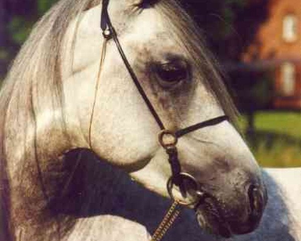 horse Sahib al Saada ox (Arabian thoroughbred, 1991, from Mahjad ox)