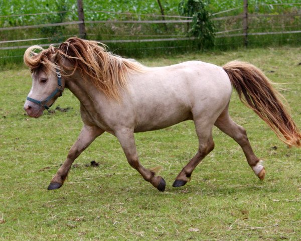 stallion Megasthenes Classic Reward (Nederlands Mini Paarden,  , from Serenity Acres Cocoas Double Lite)