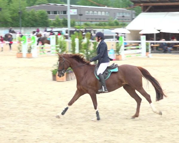 Reitturnier Münsingen 2019