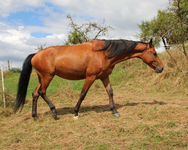 dressage horse Rosh Shana (German Sport Horse, 2007, from Alassio's Boy)