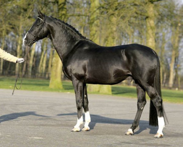 stallion Maestro (Royal Warmblood Studbook of the Netherlands (KWPN), 1994, from Contango)