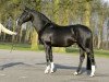 stallion Maestro (KWPN (Royal Dutch Sporthorse), 1994, from Contango)