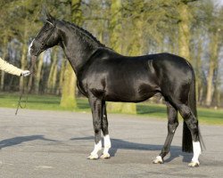 Deckhengst Maestro (KWPN (Niederländisches Warmblut), 1994, von Contango)