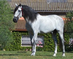 stallion Jazmin (Pura Raza Espanola (PRE), 2004)