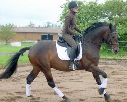 dressage horse Geraldi 3 (Württemberger, 2006, from Grafenstolz)