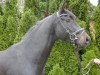 dressage horse Lenny Kravitz H (Württemberger, 2009, from Lord Loxley I)