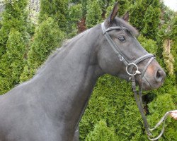 dressage horse Lenny Kravitz H (Württemberger, 2009, from Lord Loxley I)