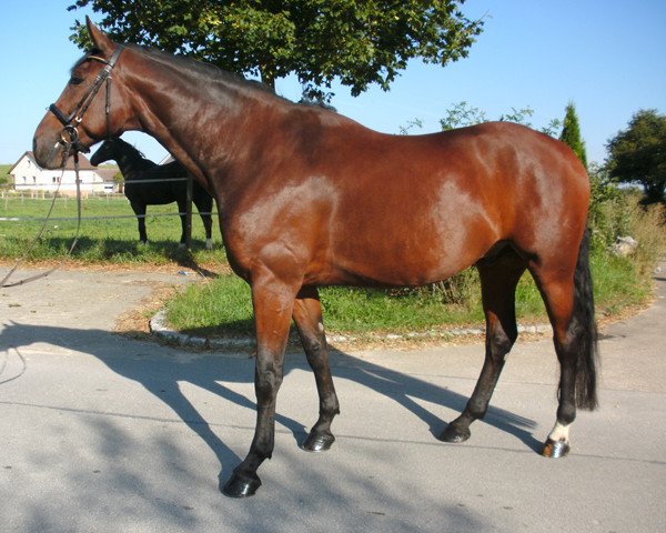 Pferd Royal Kiss 4 (Württemberger, 2005, von Royaldik)