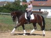 horse Mette Marit 4 (German Sport Horse, 2008, from Metteur)