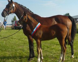 broodmare Rosenstolz (Württemberger, 1997, from Ragazzo)