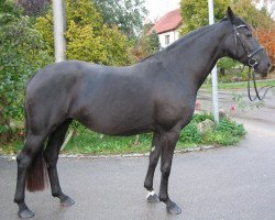 broodmare Ronja (Hanoverian, 2001, from Rotspon)