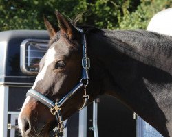 dressage horse Sherley Holmes (Westphalian, 2011, from Sunday)