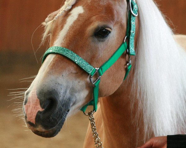 Zuchtstute Martinique (Haflinger, 1995, von Mars)