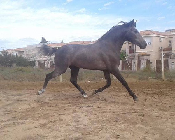 Pferd ESQUIVÓ GS (Pura Raza Espanola (PRE), 2014)