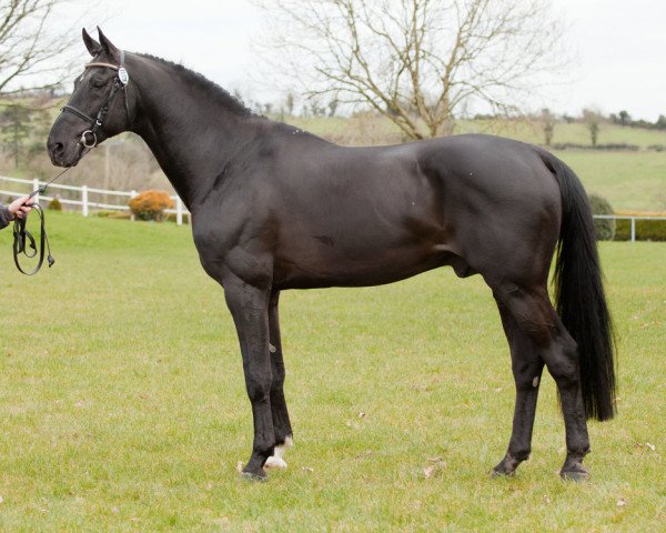stallion Tolan R (Dutch Warmblood, 2000, from Namelus R)