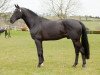 stallion Tolan R (Dutch Warmblood, 2000, from Namelus R)