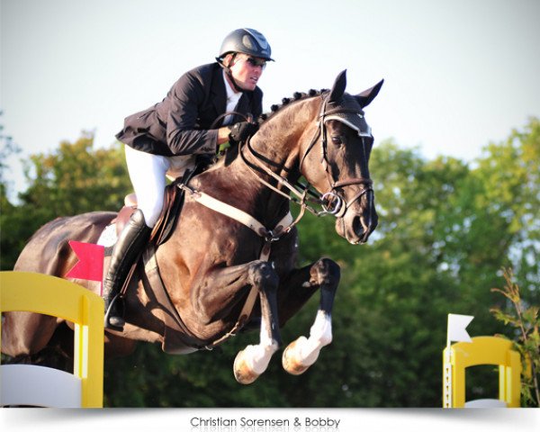 jumper Bobby (KWPN (Royal Dutch Sporthorse), 2002, from Concorde)