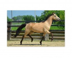 broodmare Gänseblümchen (German Riding Pony, 2003, from Golden Dandy)