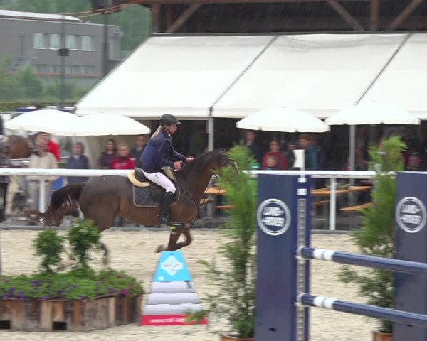 Reitturnier Münsingen 2019