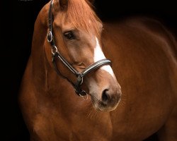 dressage horse Anabella (Rhinelander, 2012, from Aaron)