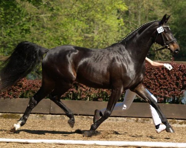 broodmare Virginia 151 (Oldenburg, 2003, from Rubin Royal OLD)