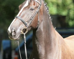 broodmare Verena (Oldenburg, 1997, from Sion)