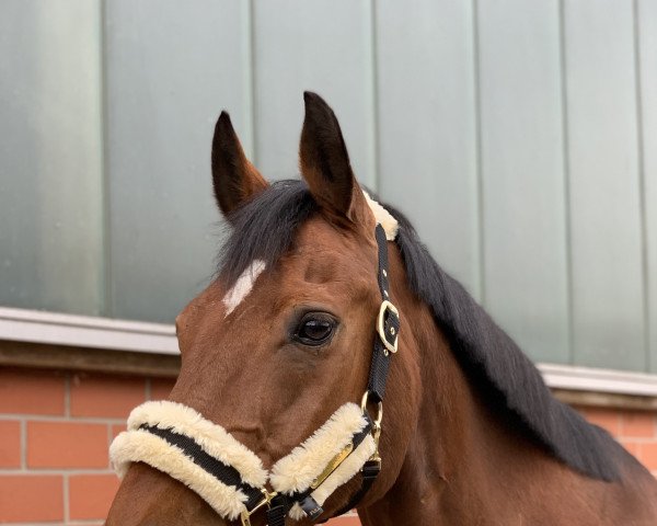 horse Totti (Hanoverian, 2000, from Acord II)