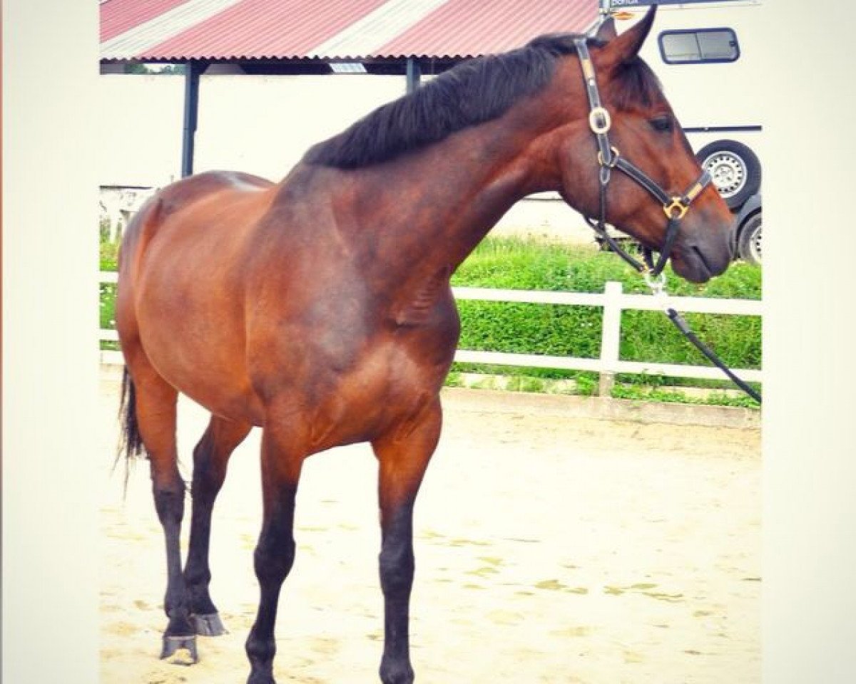 Springpferd Filoman (unbekannt,  )