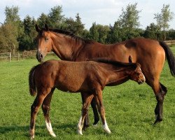 broodmare Ulrica (Holsteiner, 2004, from Carpaccio)