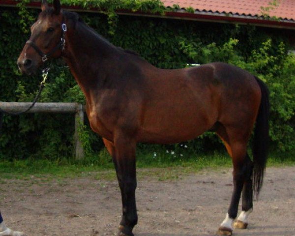 Pferd Platini (Koninklijk Warmbloed Paardenstamboek Nederland (KWPN), 1997, von Balzflug)