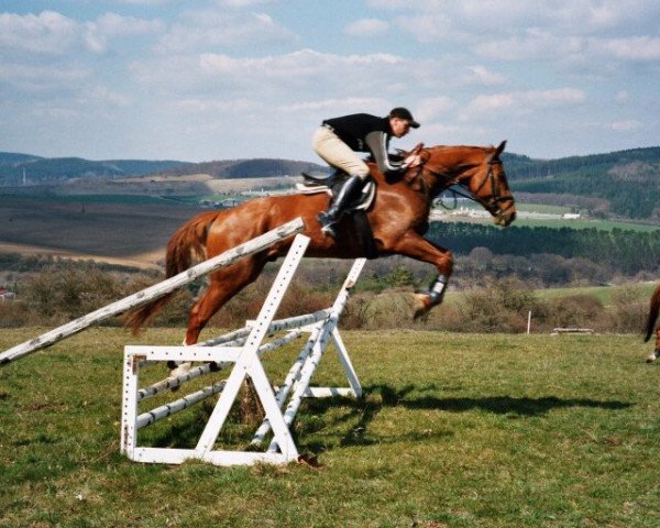 horse Loubega (Thuringia, 1999, from Longo xx)