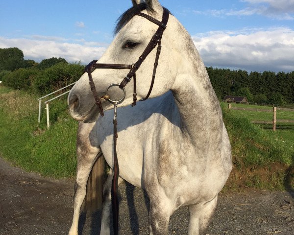 horse Claire Clintissima (Oldenburg, 2011, from Clinton)