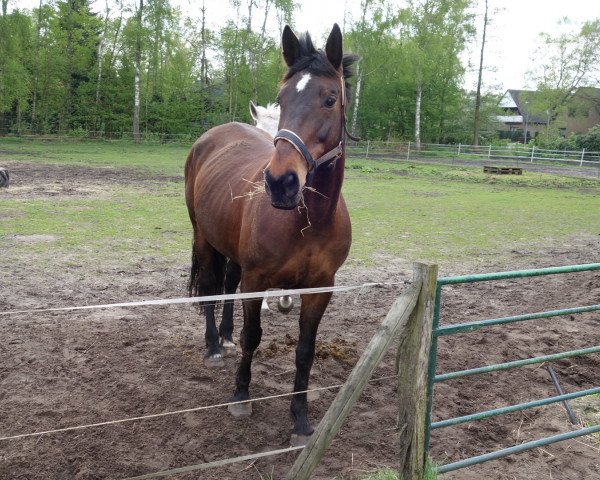 broodmare Dinara (Oldenburg, 2000, from Weltblick)