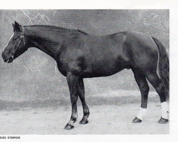 stallion Bleu d'Espoirs (Selle Français, 1967, from Prince Du Cy)